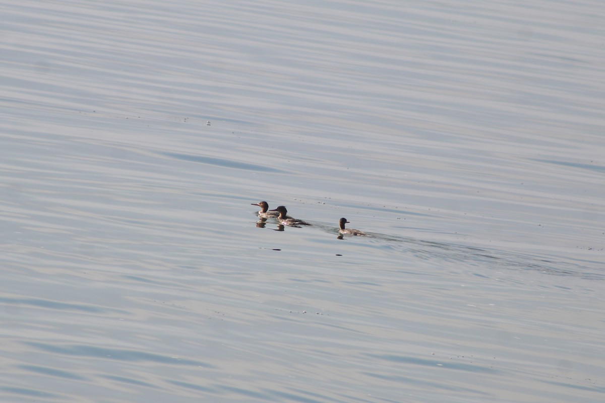 Serreta Mediana - ML647155283