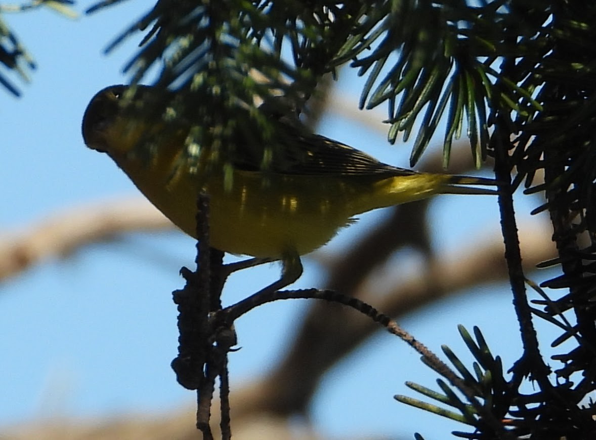 Sarı Ötleğen - ML647155309