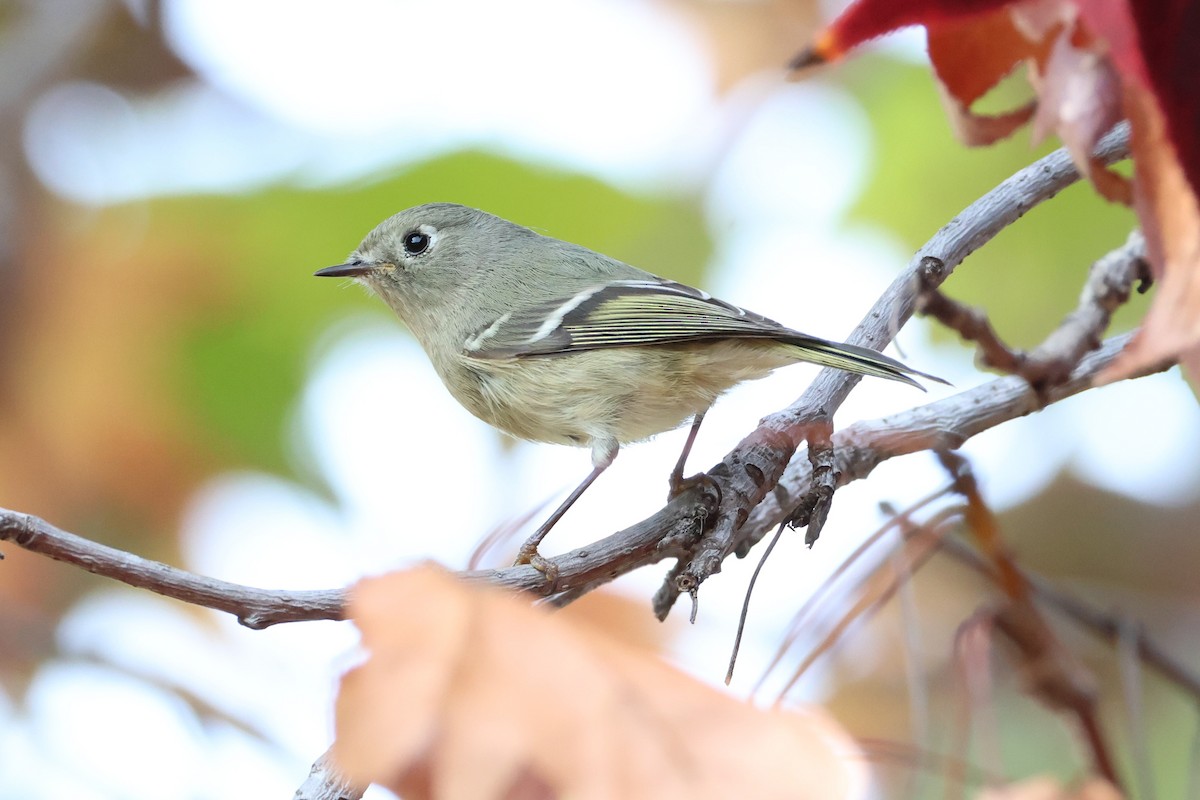 rubinfuglekonge - ML647155320