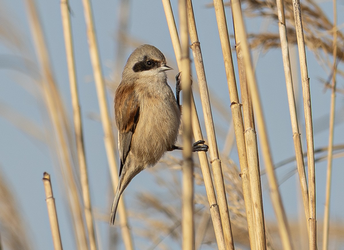 Eurasian Penduline-Tit - ML647155321