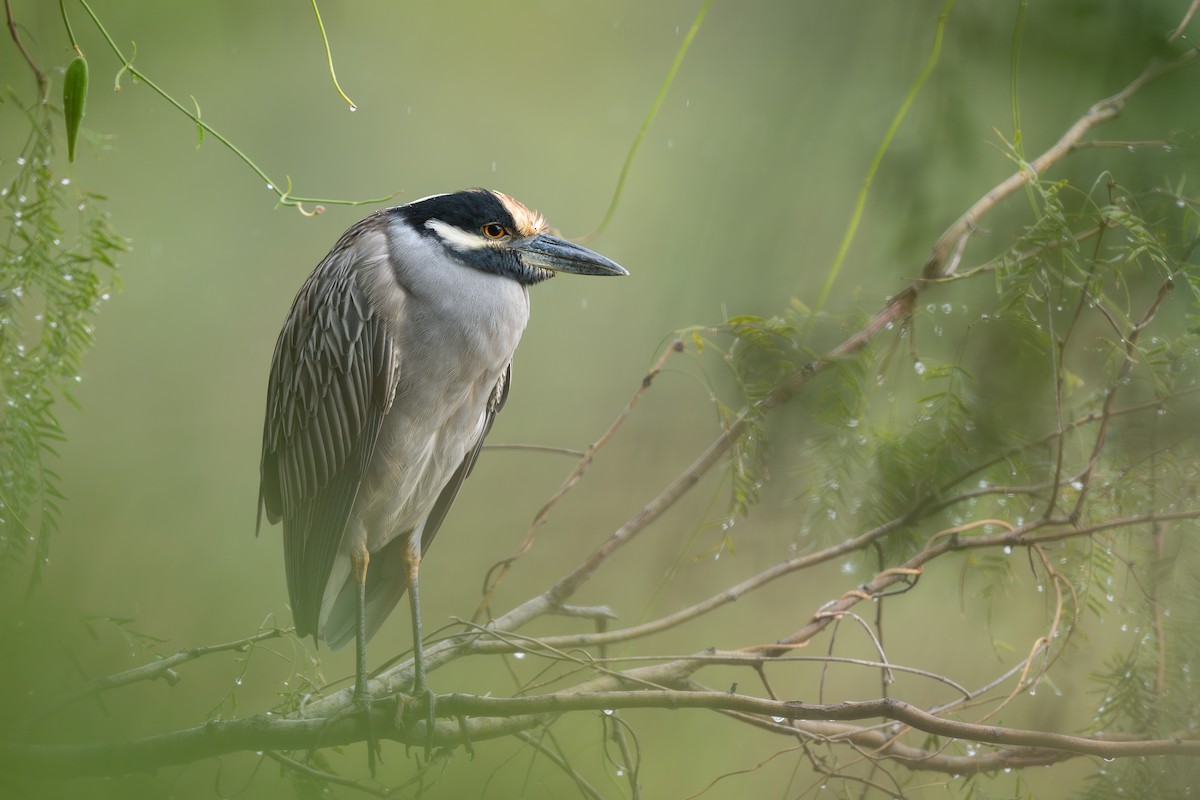 אנפת לילה צהובת-כיפה - ML647155333