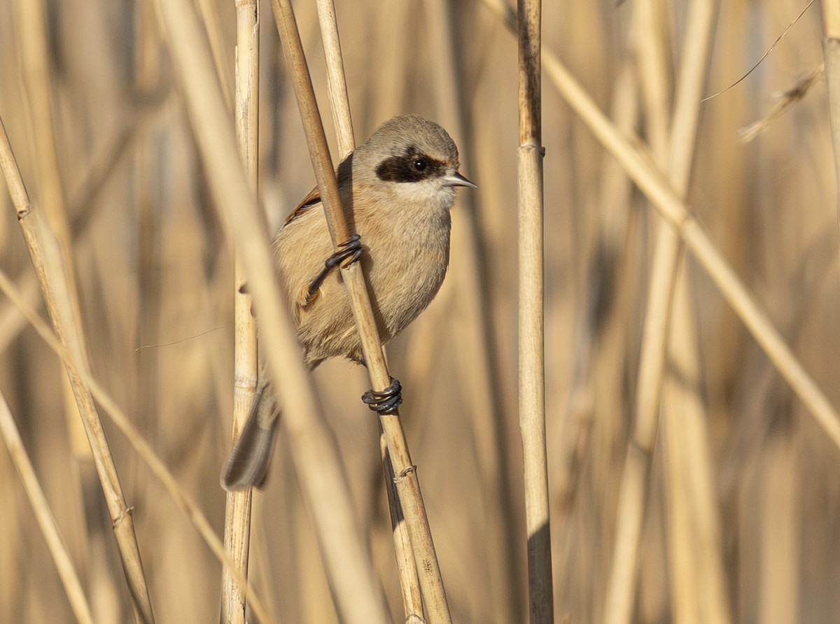 Eurasian Penduline-Tit - ML647155337