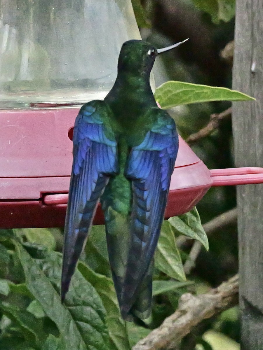 Great Sapphirewing - ML647155364