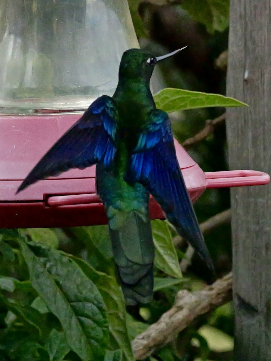 Great Sapphirewing - ML647155365