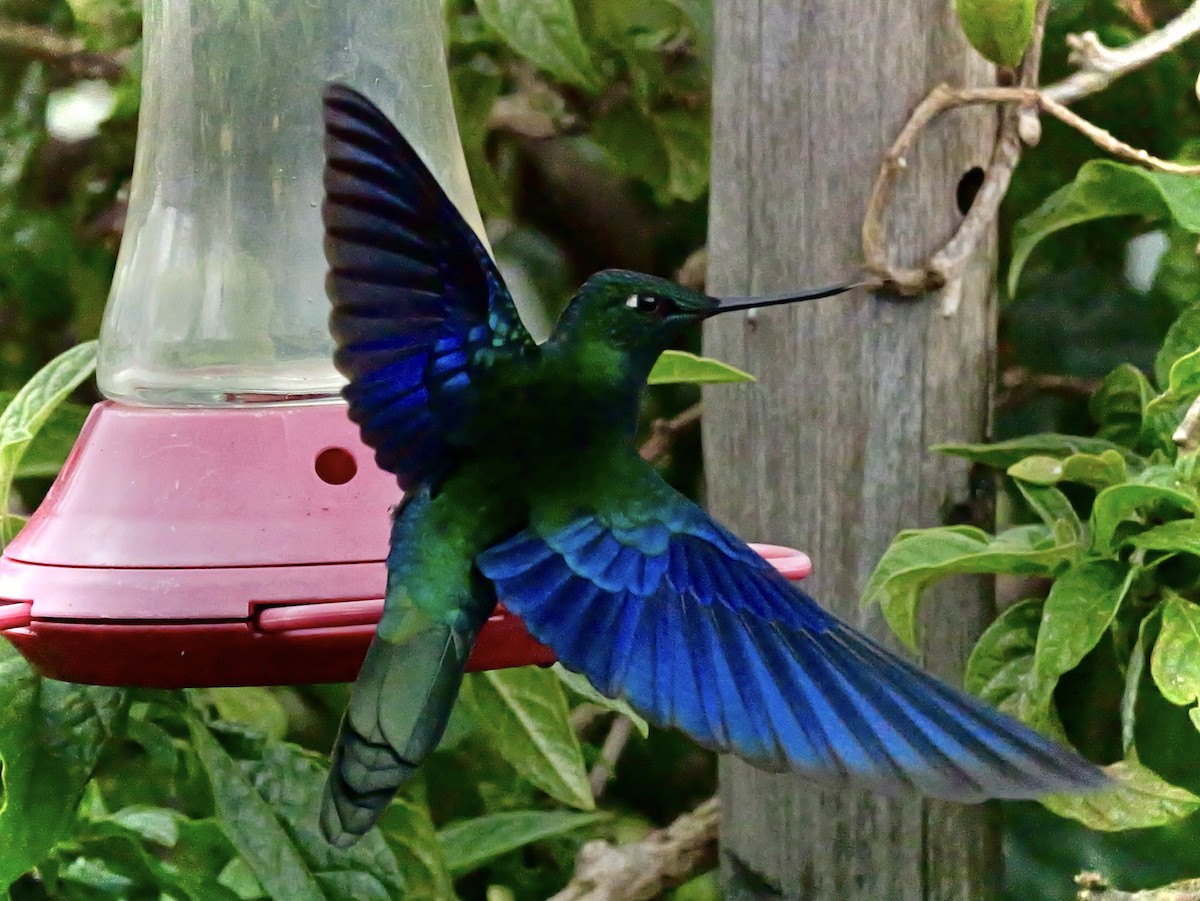 Great Sapphirewing - ML647155366