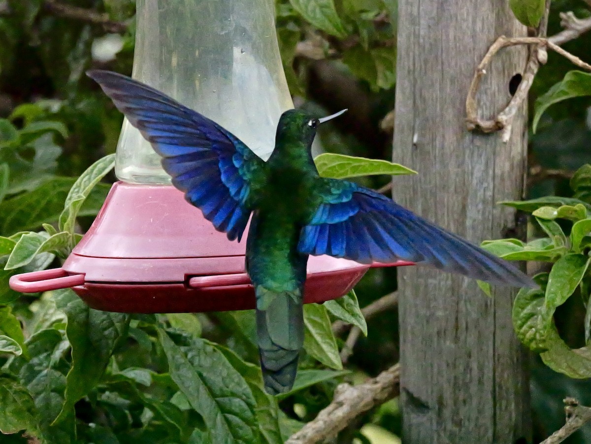 Great Sapphirewing - ML647155367