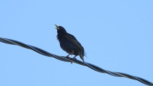 זרזיר מצוי - ML647155370