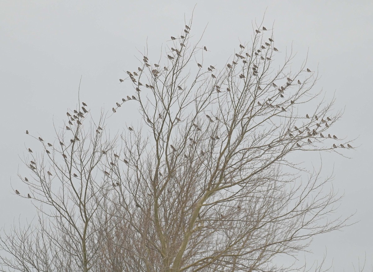 Bohemian Waxwing - ML647155383