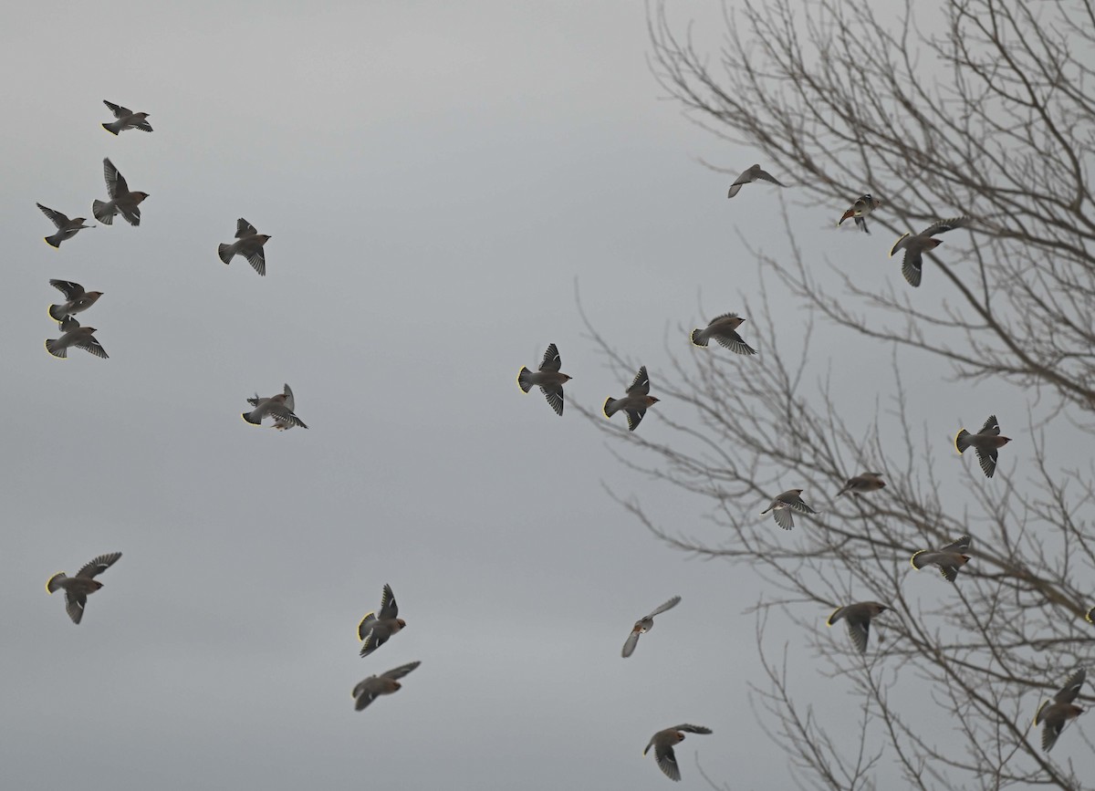 Bohemian Waxwing - ML647155385