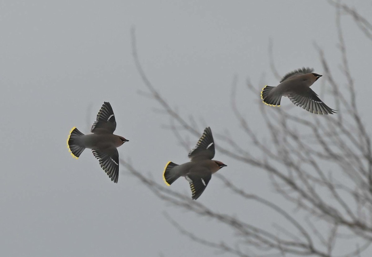 Bohemian Waxwing - ML647155386