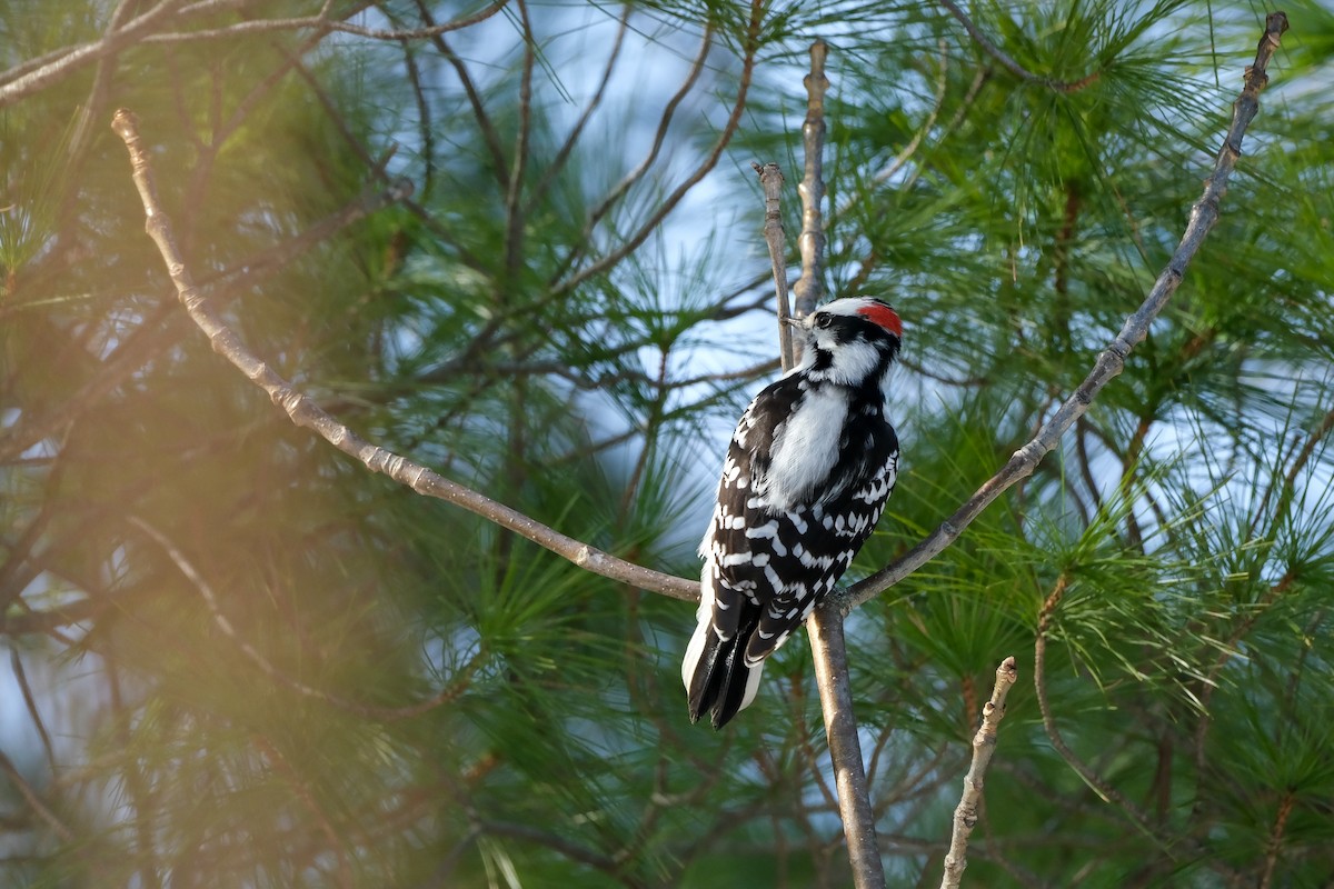 strakapoud osikový - ML647155390