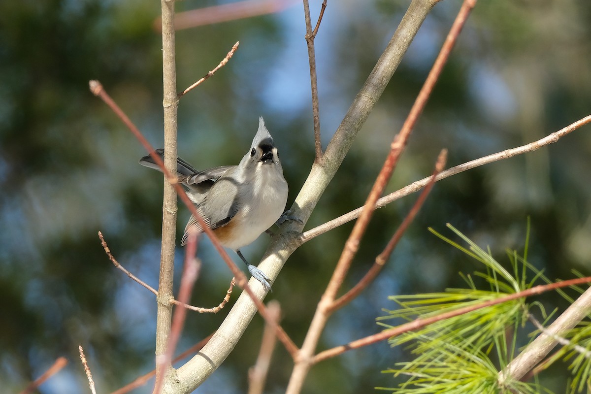 sýkora rezavoboká - ML647155394