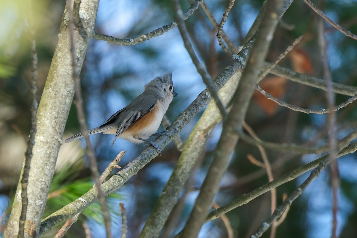 sýkora rezavoboká - ML647155399