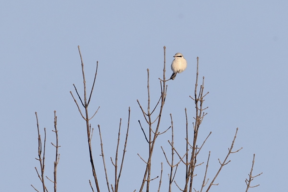 Northern Shrike - ML647155405
