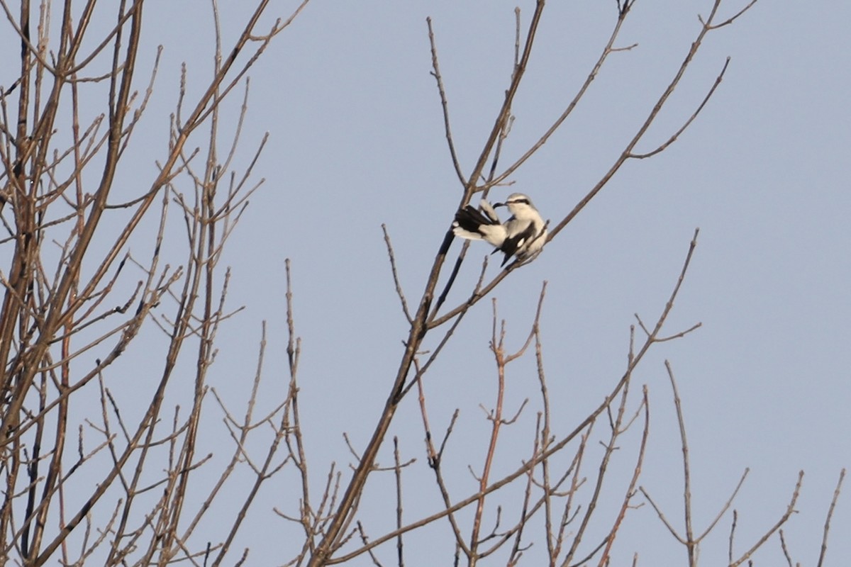 Northern Shrike - ML647155406