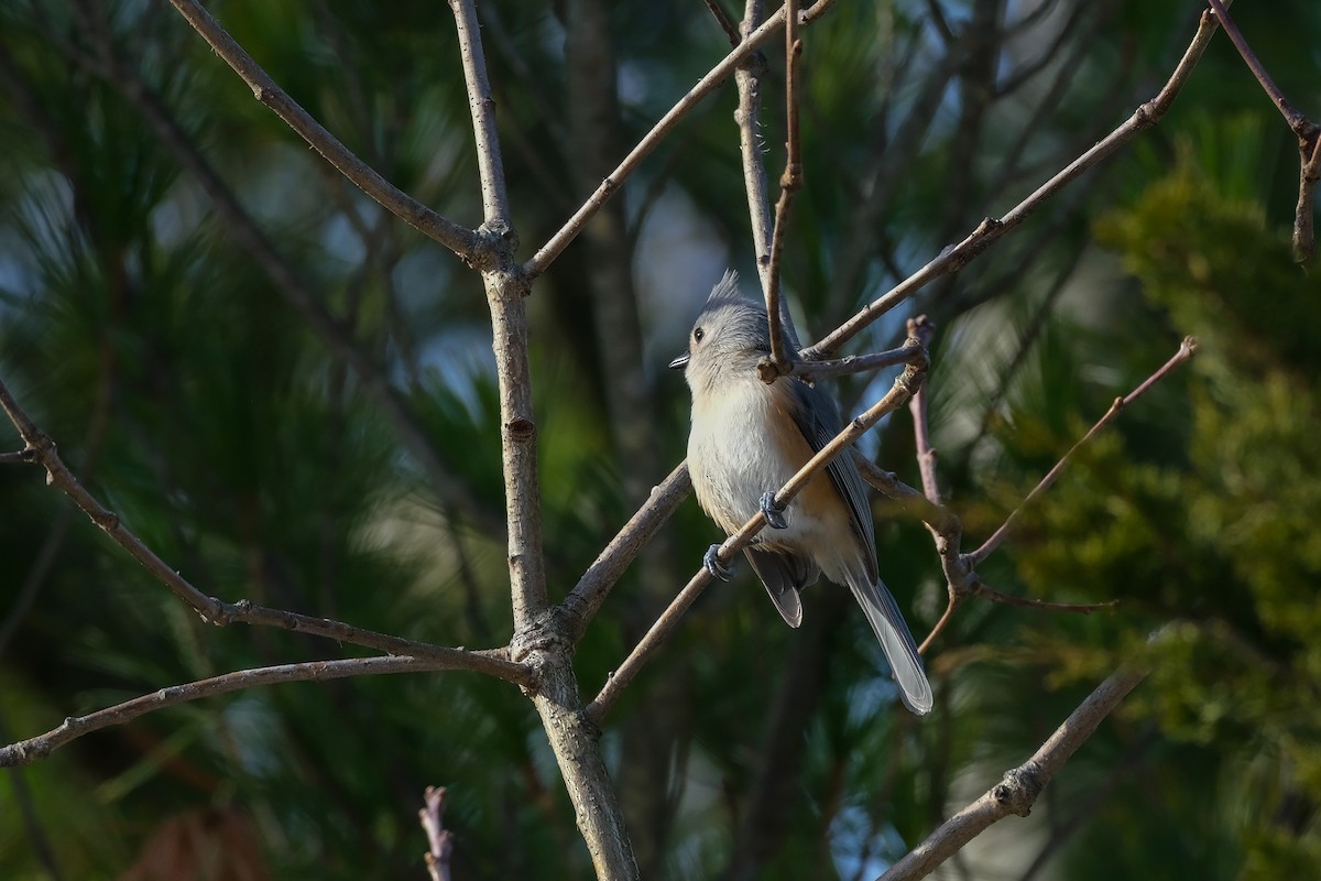 sýkora rezavoboká - ML647155407