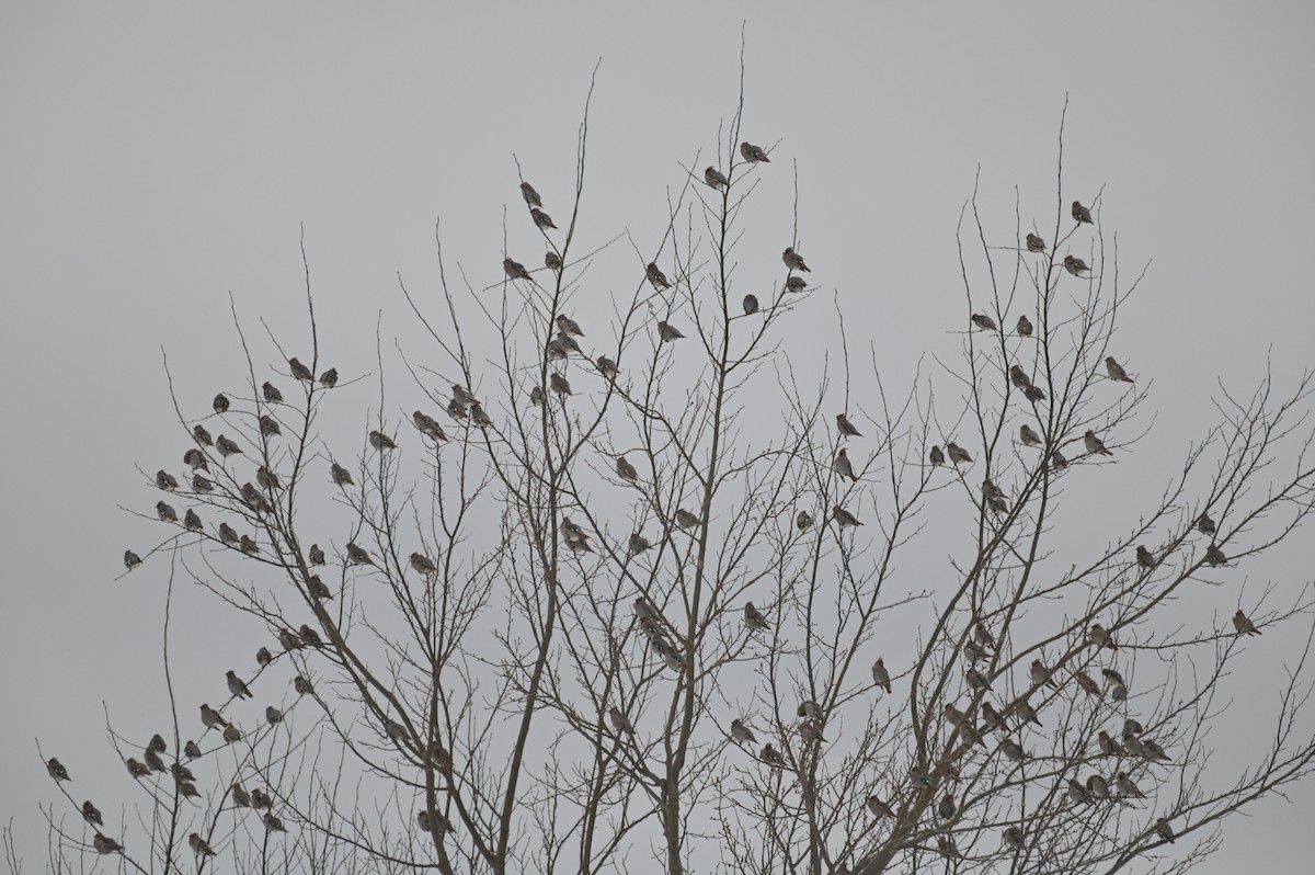 Bohemian Waxwing - ML647155410