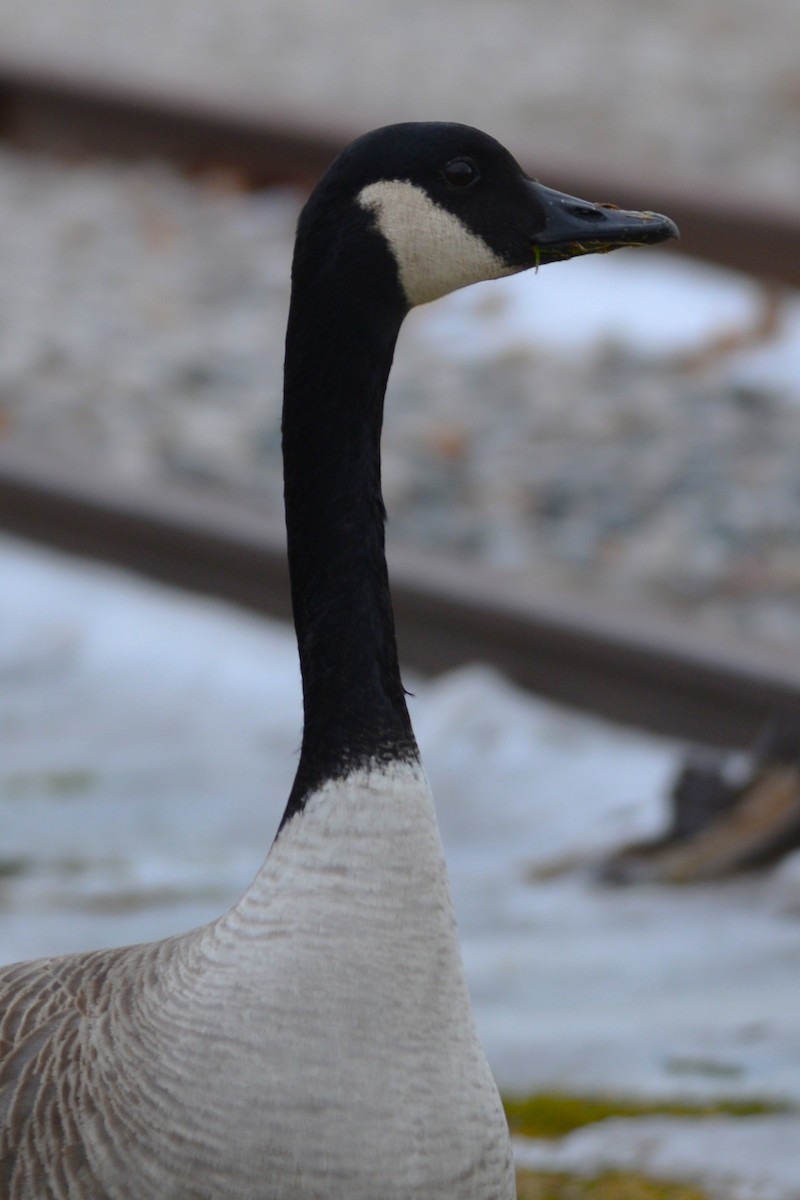 Canada Goose - ML647155442