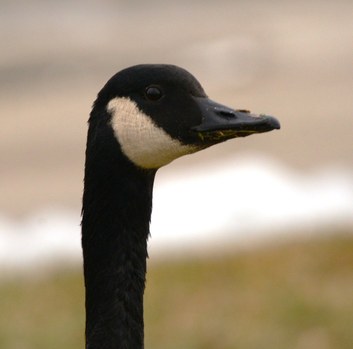 Canada Goose - ML647155443