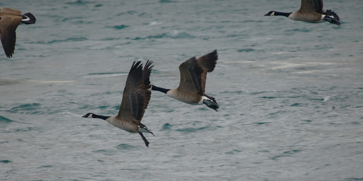 Canada Goose - ML647155444