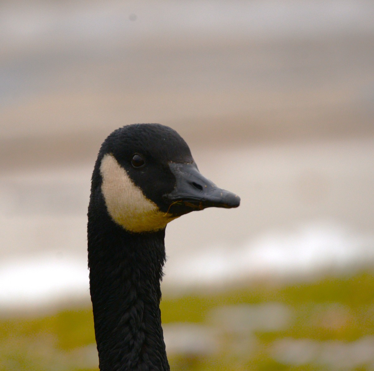 Canada Goose - ML647155445