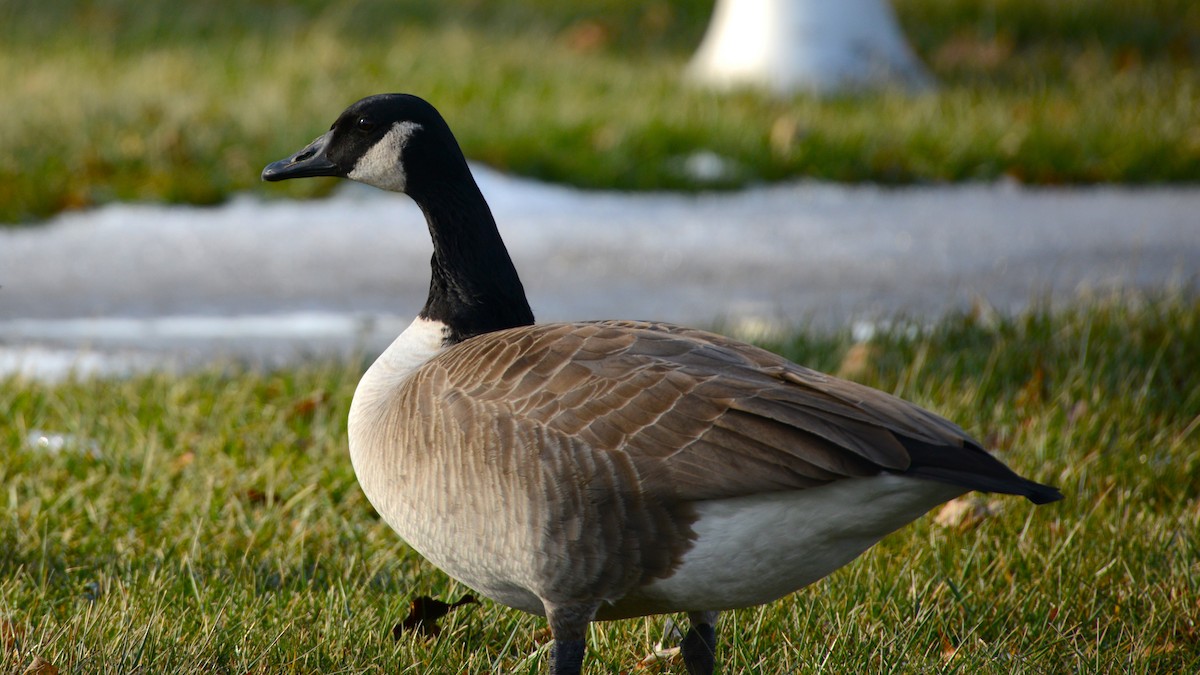 Canada Goose - ML647155447