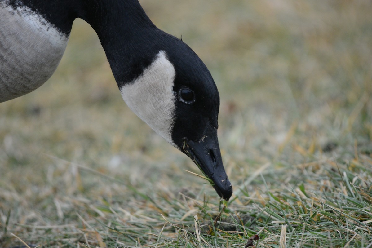Canada Goose - ML647155448