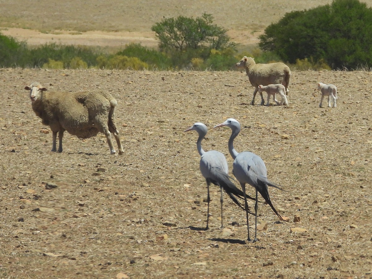 Blue Crane - ML647155452