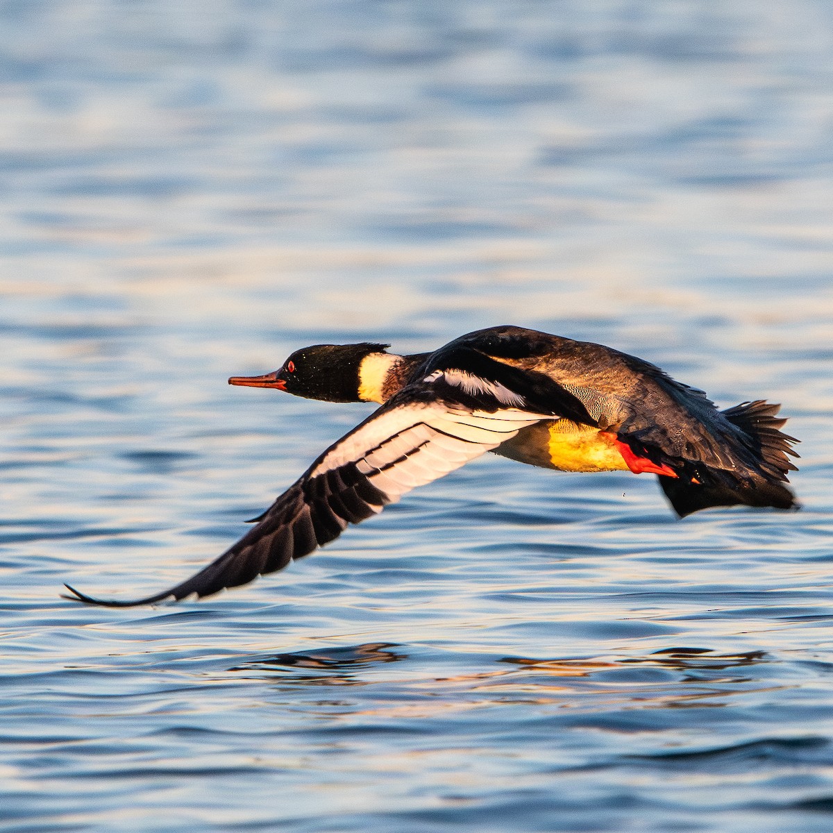 Serreta Mediana - ML647155454