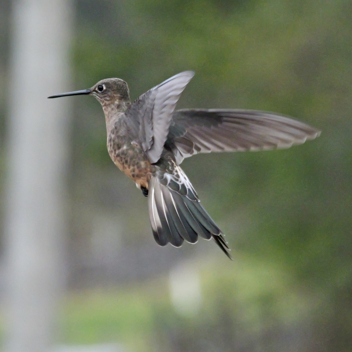 Giant Hummingbird - ML647155457