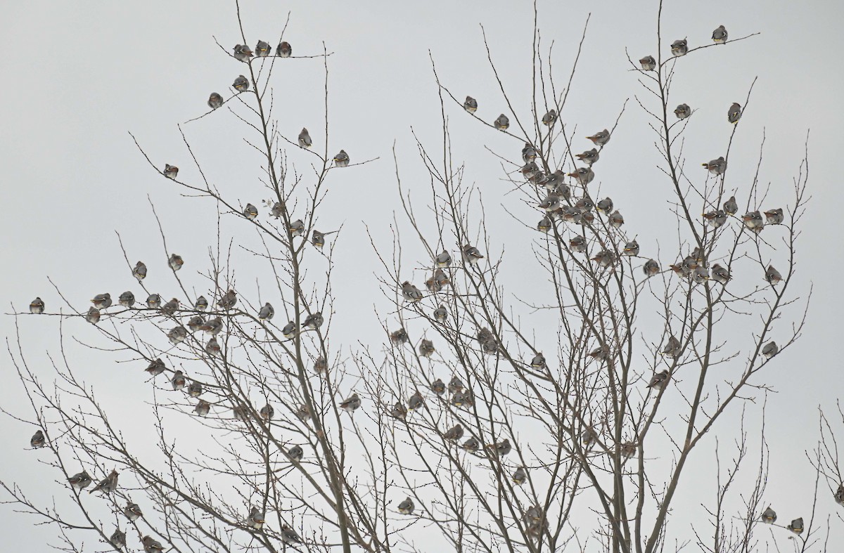 Bohemian Waxwing - ML647155460