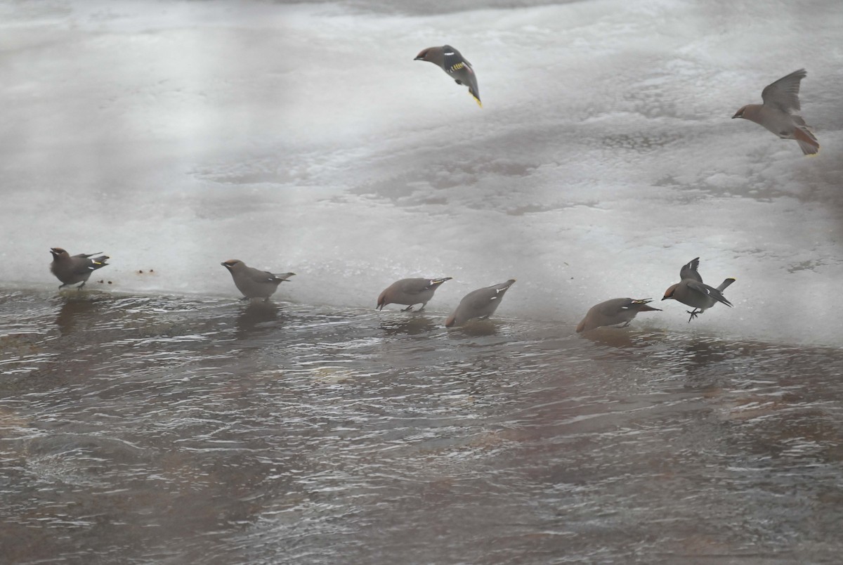 Bohemian Waxwing - ML647155461