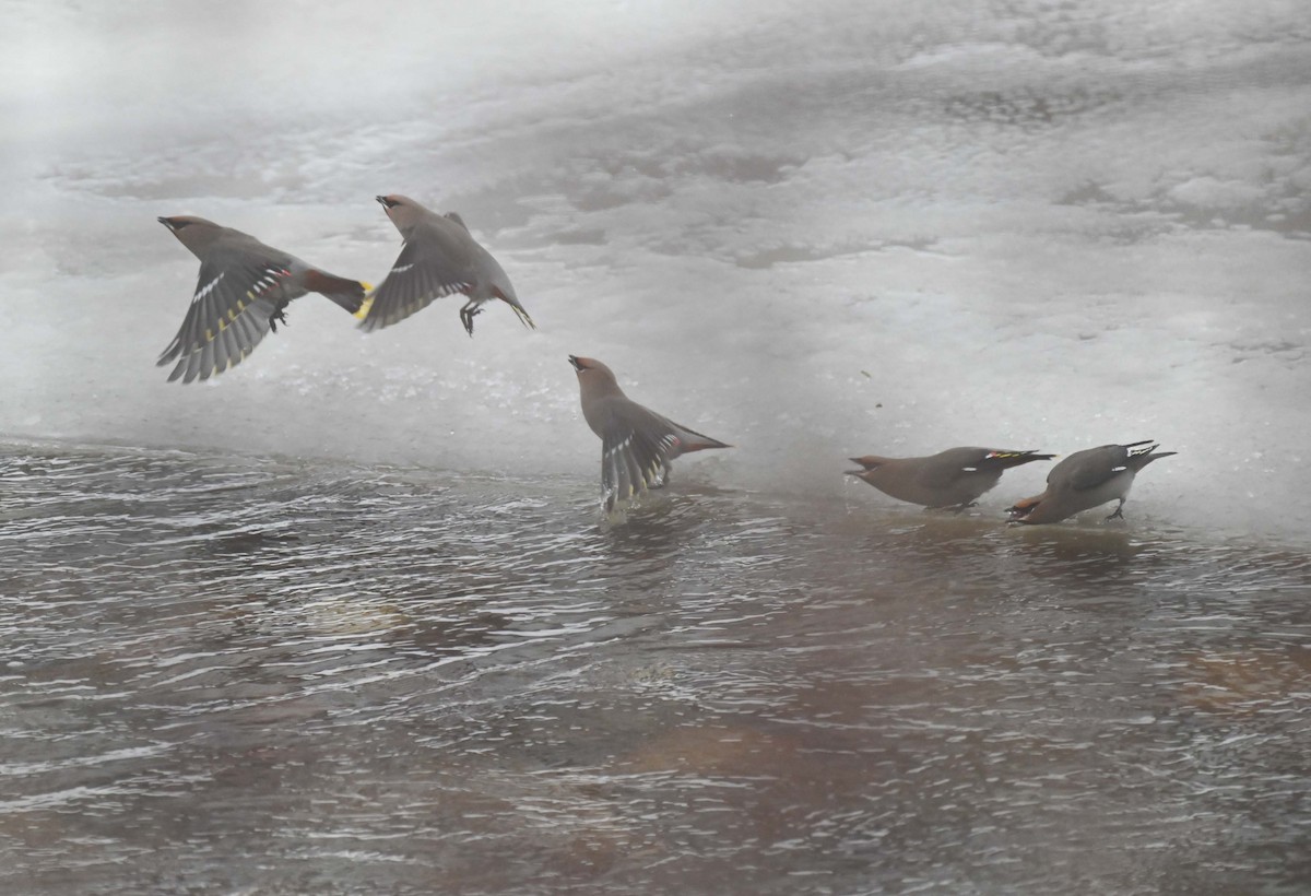 Bohemian Waxwing - ML647155462