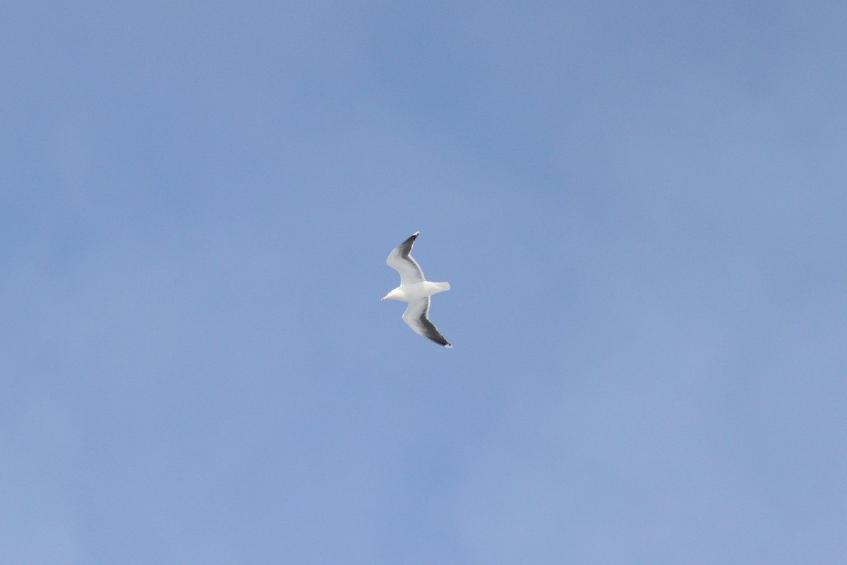 Great Black-backed Gull - ML647155476