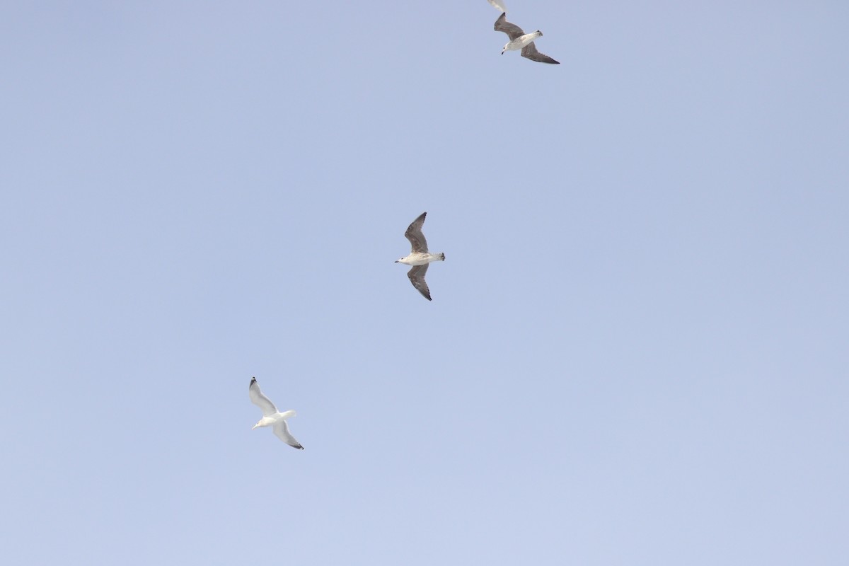 Great Black-backed Gull - ML647155481
