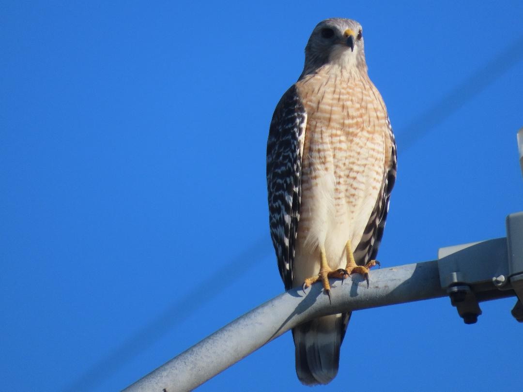 Buse à épaulettes - ML647155510