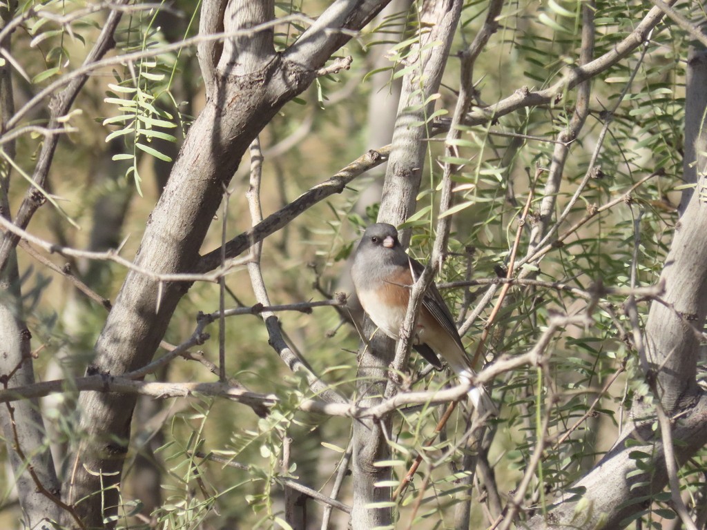 strnadec zimní - ML647155513