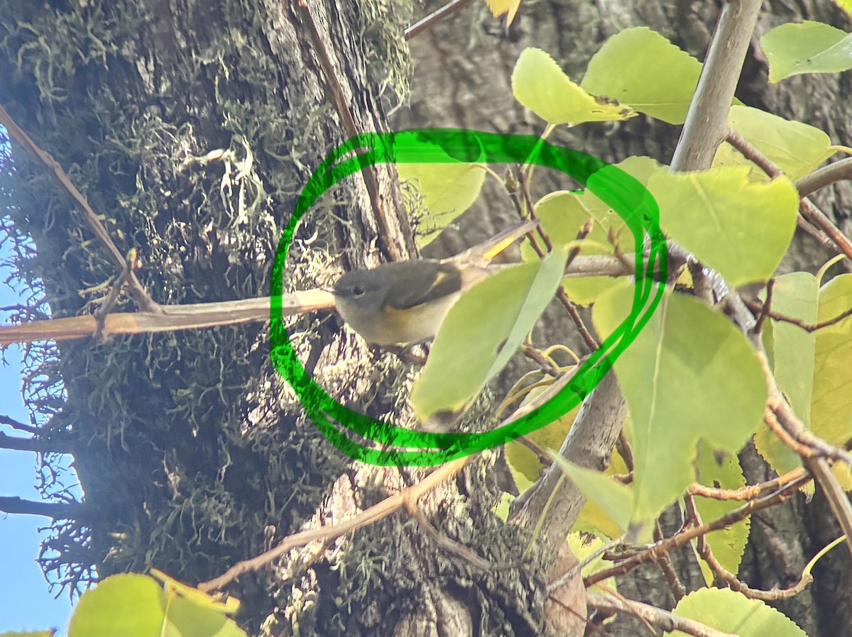 Горихвостковая древесница - ML647155514