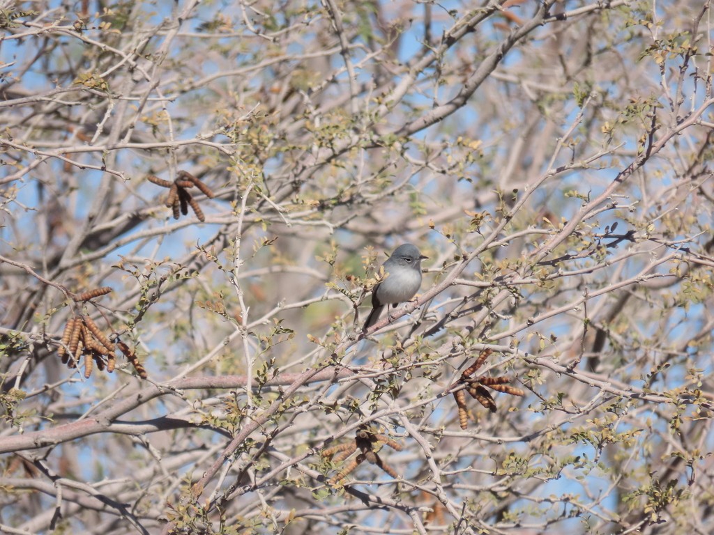 leskot pokřovní - ML647155516