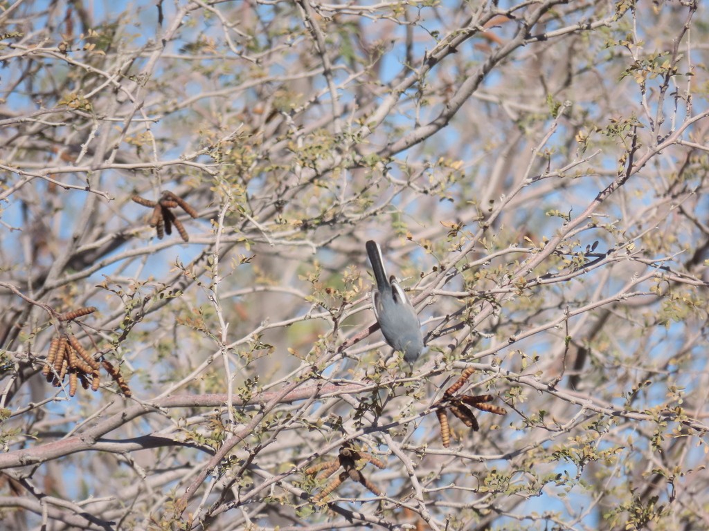 leskot pokřovní - ML647155517