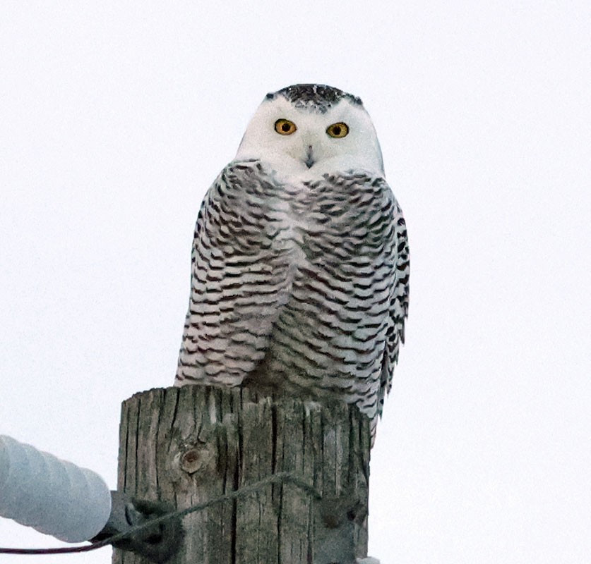 Snowy Owl - ML647155523