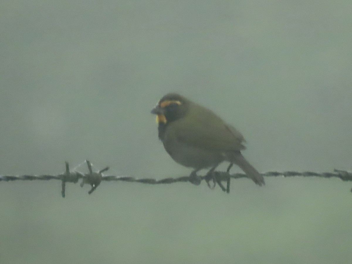 Goldbrauen-Gimpeltangare - ML647155530