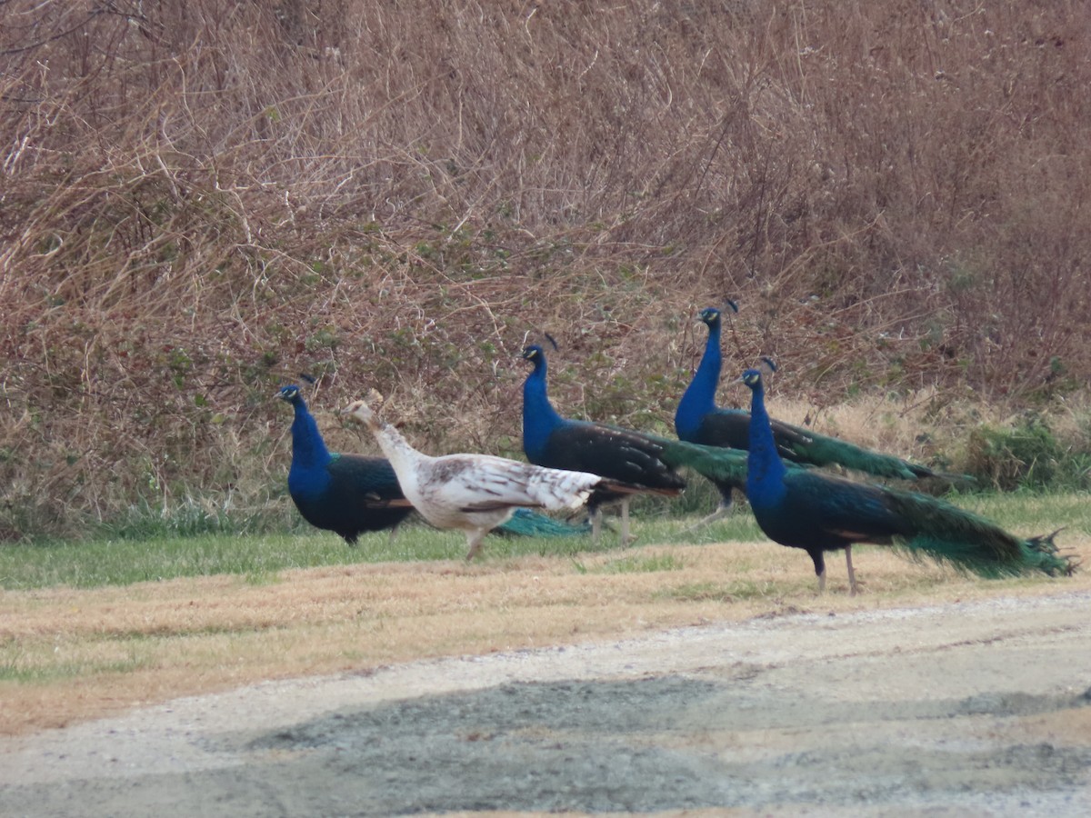 藍孔雀(馴化) - ML647155541