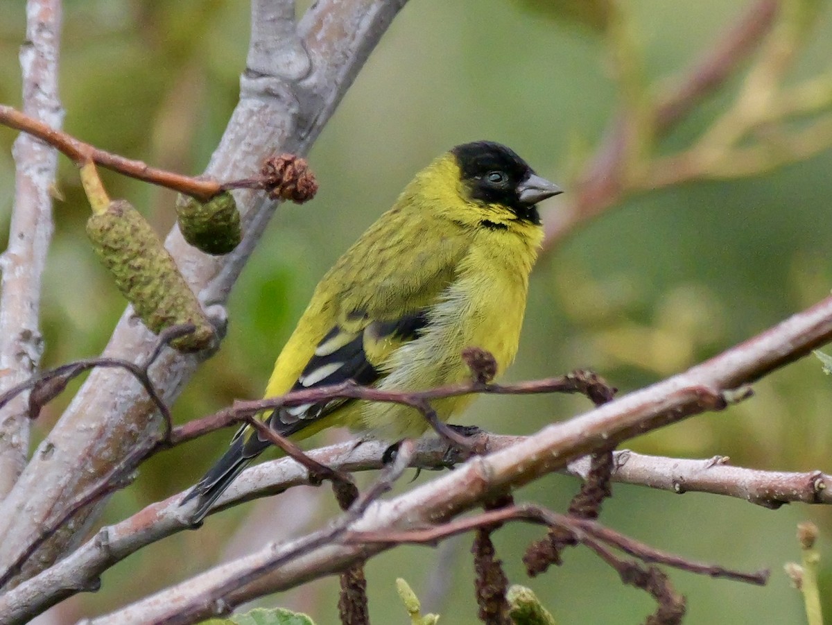 Hooded Siskin - ML647155549