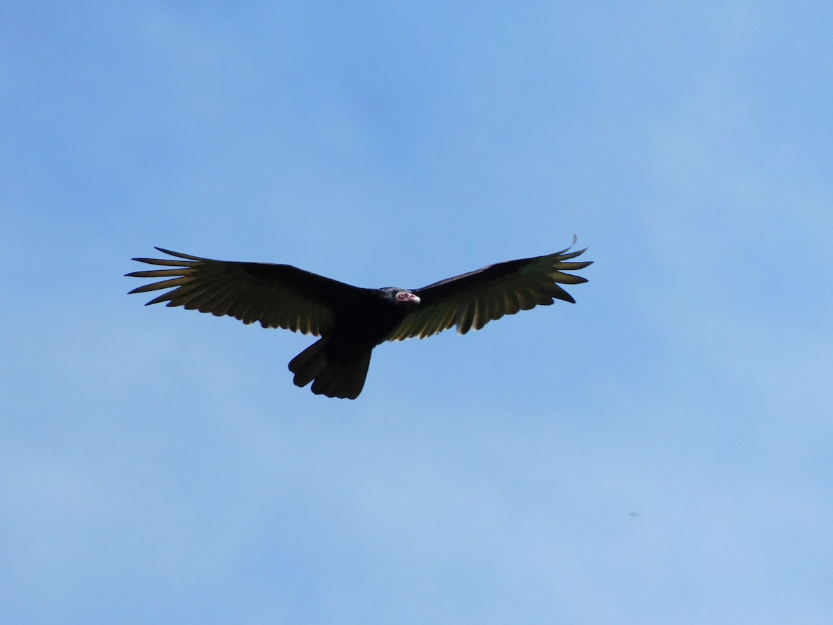 Urubu à tête rouge - ML647155558