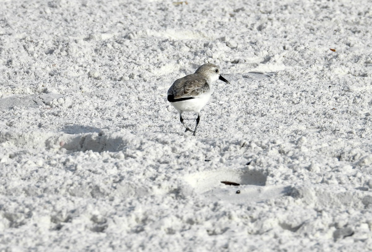 三趾濱鷸 - ML647155564