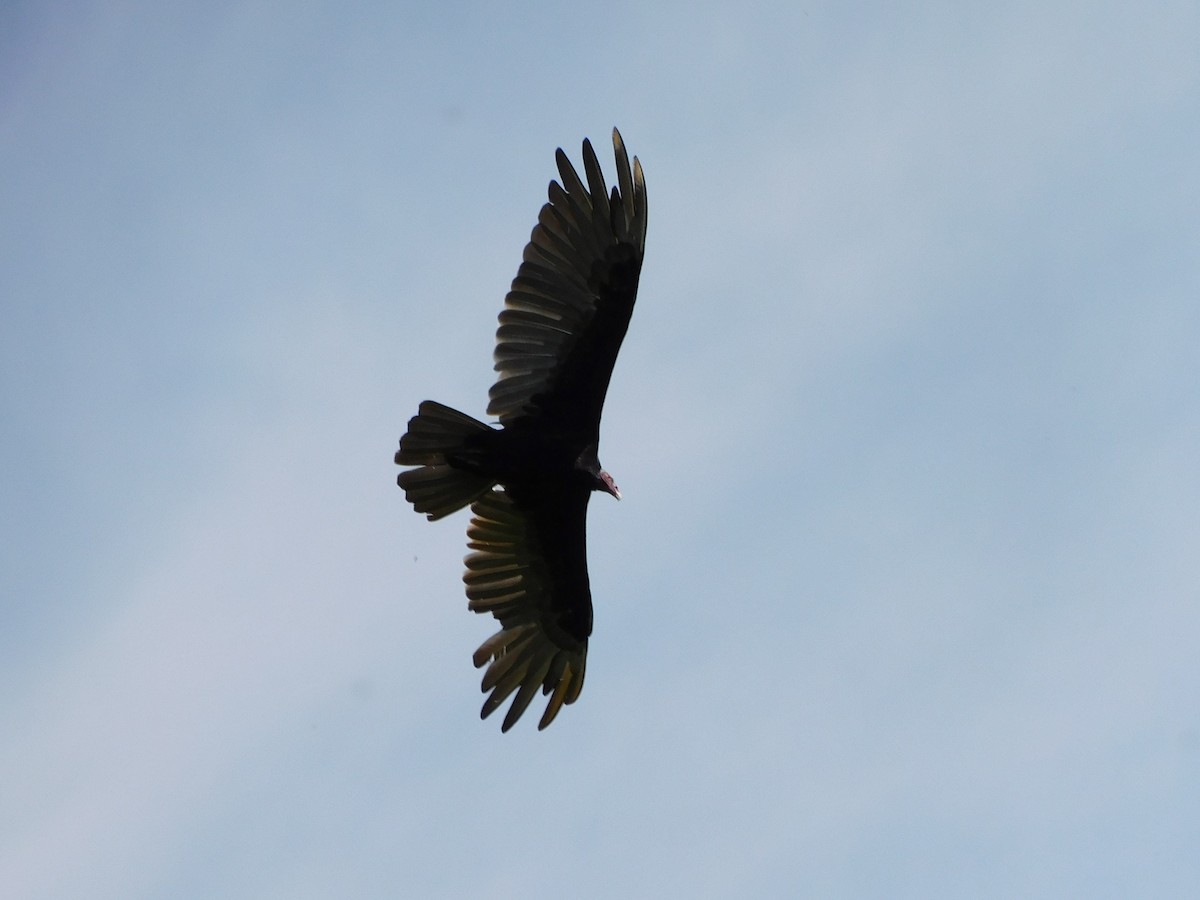Urubu à tête rouge - ML647155565