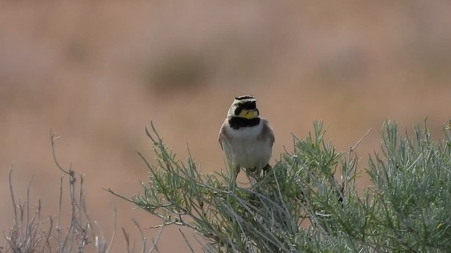 צחיחנית חרמון - ML647155572
