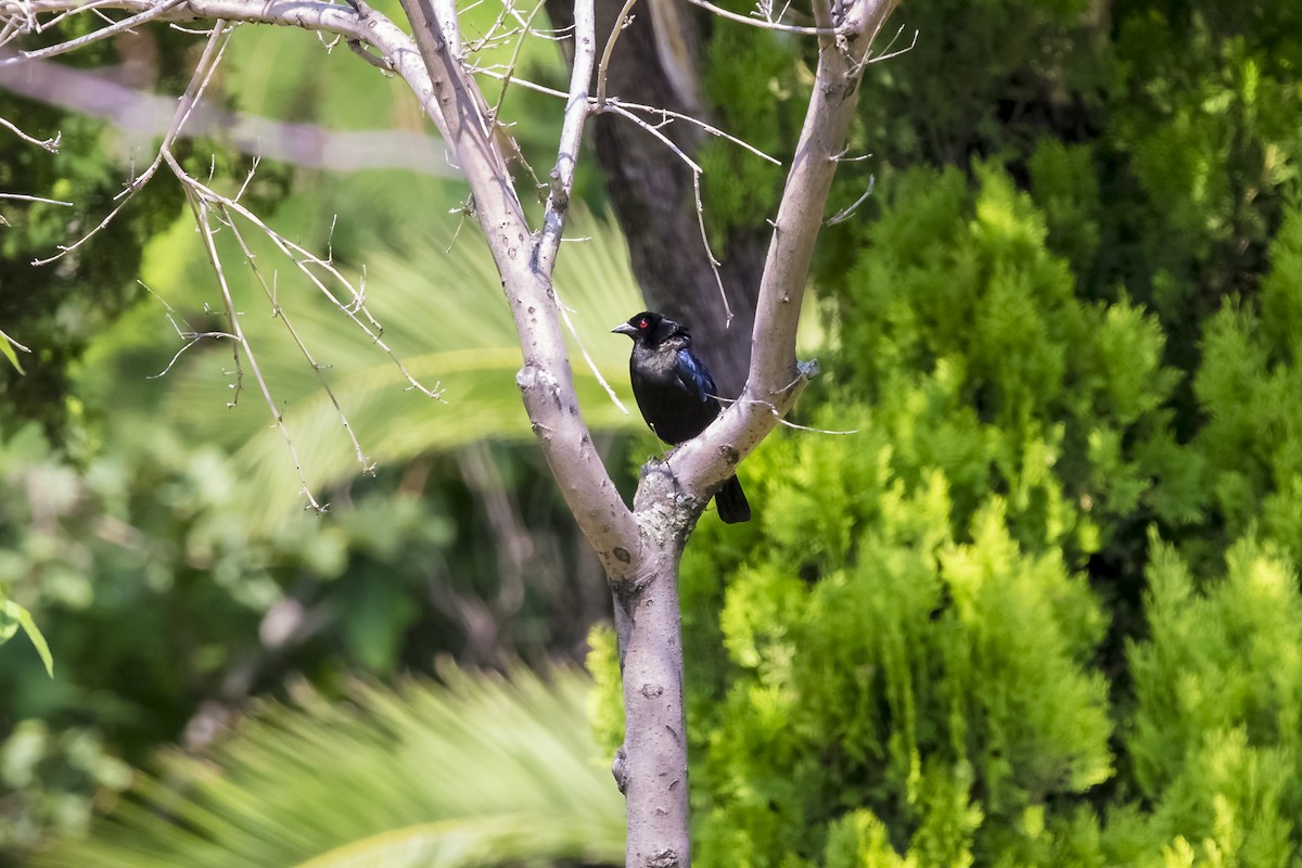 Bronzed Cowbird (Bronzed) - ML647155590