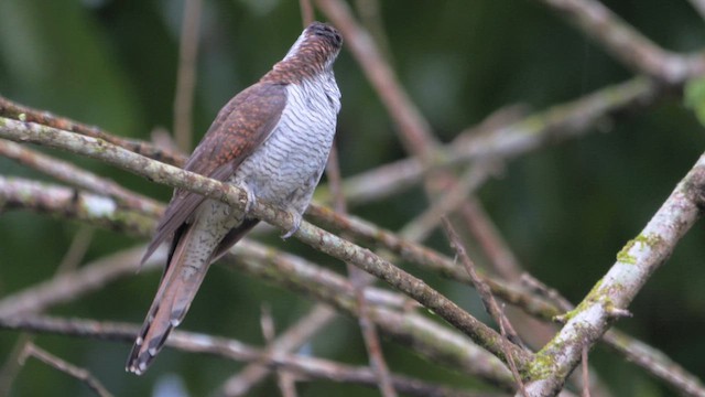 Banded Bay Cuckoo - ML647155591